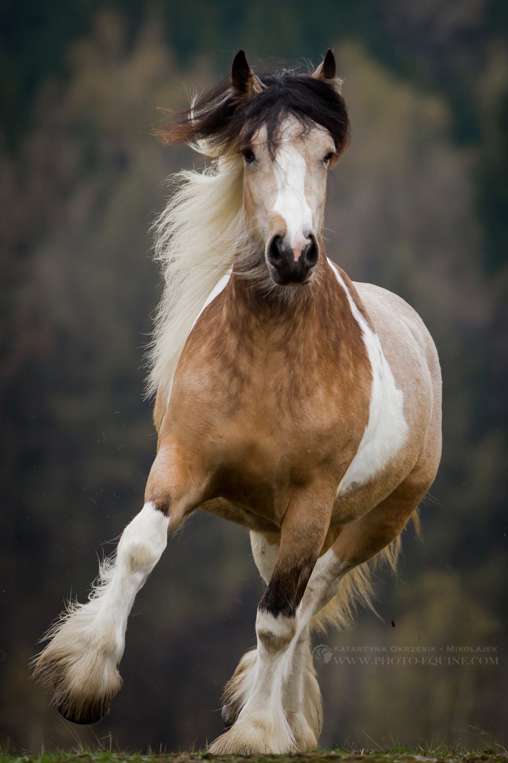 Buckskin Tobiano Gypsy Cob